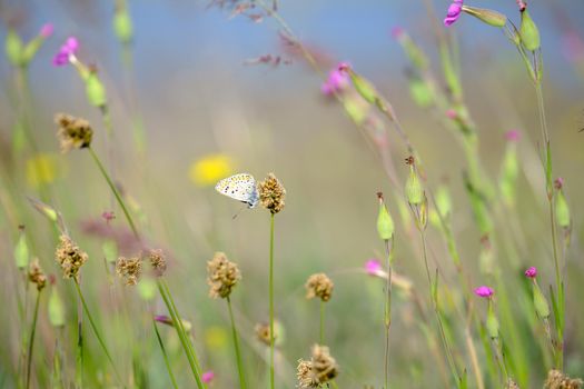 Beautiful wild pink flowers, purple wild peas, butterfly in morning haze in nature close-up macro. Landscape wide format, copy space. Delightful pastoral airy artistic image. Download photo