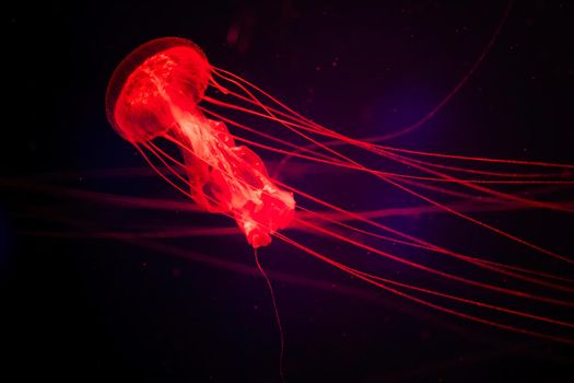 Magical shining jellyfish underwater in the dark. Red jellyfish in the sea. Sanderia malayensis - Amakusa jeryfish in Japan