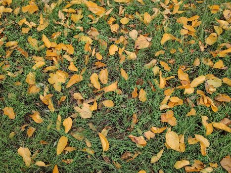 Group of autumn fallen leaves in orange colors lying on ground isolated green grass, dump of different leaves, autumn concept. autumn background