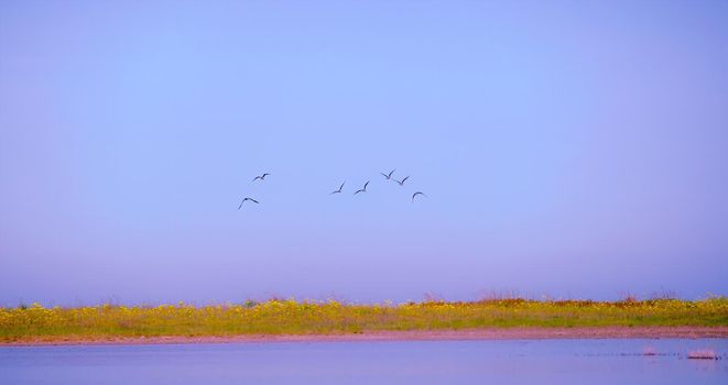 Silhouette of birds flying above the lake. amazing landscape. lock of birds flying over the valley on sunbeam twilight sky at sunset. Download photo