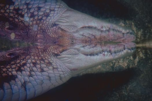 Crocodile in reflection. Close-up photo. Big Amphibian Prehistoric Crocodile in water. download photo