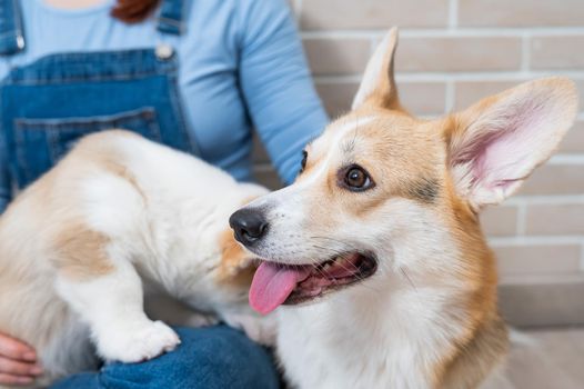 The owner holds a pembroke corgi mom and a puppy against the backdrop of a brick wall. Dog family