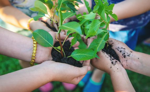 Children hold the earth and trees in their hands. Selective focus. nature.