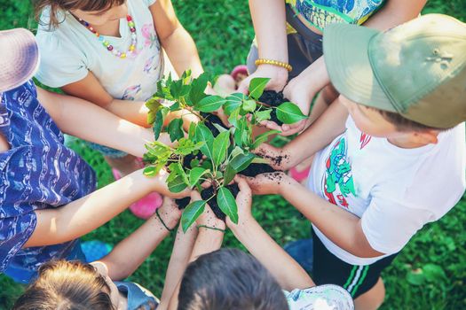 Children hold the earth and trees in their hands. Selective focus. nature.