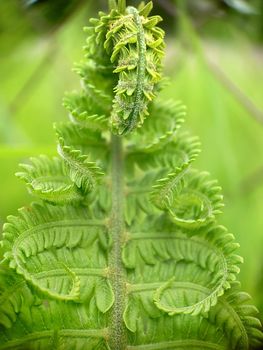 Macro.Close-up. A twisted developing leaf of a young fern.Texture or background