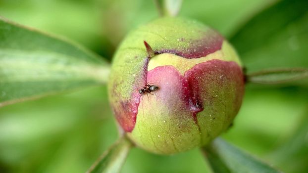 Macro. A large unopened peony bud with an ant on the surface.Texture or background