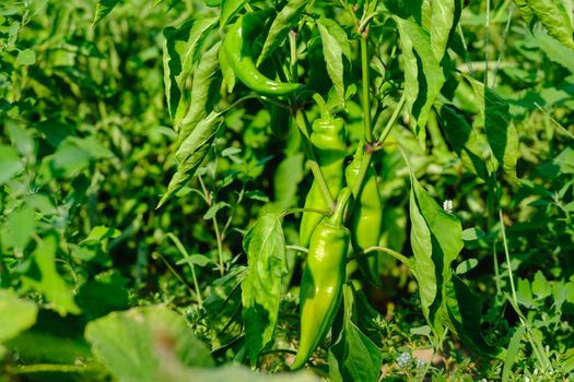 Green bell pepper hanging on tree in the plantation. Green peppers growing in the garden.