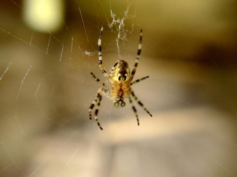 Macro photography of a European garden spider cross spider, Araneus diadematus sitting in a web