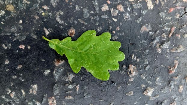 Macro.Close-up.A wet little green oak leaf lying on the asphalt.Texture or background