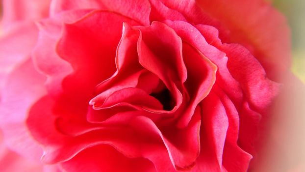 Macro. The texture of the rose petals of the rosebud.Texture or background