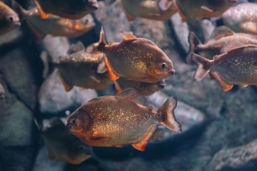 Red-bellied piranha Pygocentrus nattereri or Red piranha in their habitat. download photo