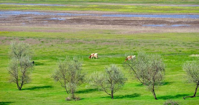 Cows on green meadow. Pastures of green juicy grass. Meadow panoramic landscape with water. Download photo