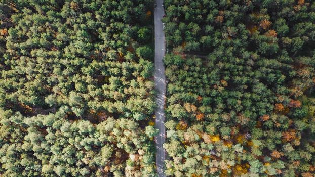 Aerial Top view of the forest and road. Aerial view of thick forest in autumn with road cutting through