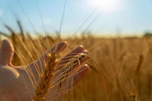 Male hand holding a golden wheat ear. wheat field on the background. rich harvesting. Hands hold yellow ear wheat