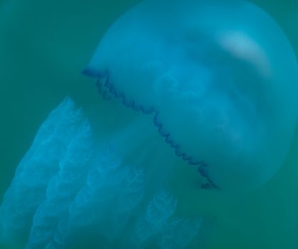 jellyfish in the blue sea. High quality photo