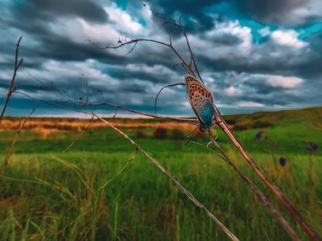 butterfly on a grass with dramatic sky. macro butterfly in wildlife. insect