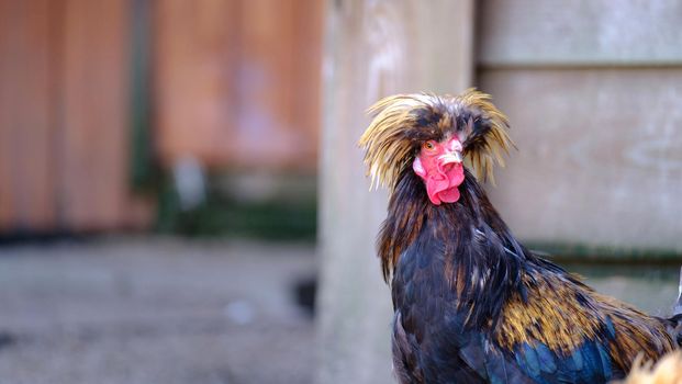 Rooster on farm. Free Range Cock. Beautiful chicken. animal