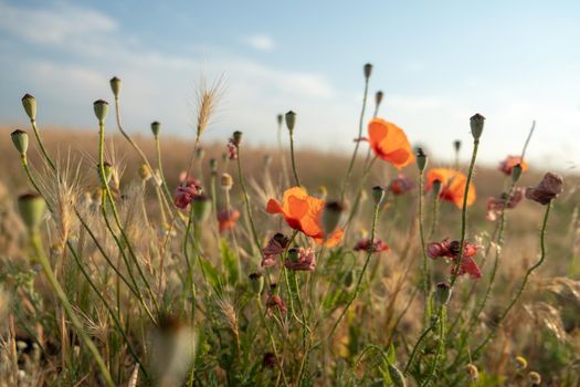 field of poppies in the wind. Flowers Red poppies blossom on wild field. Ripe poppies. Natural drugs. poppy on sunset. High quality photo