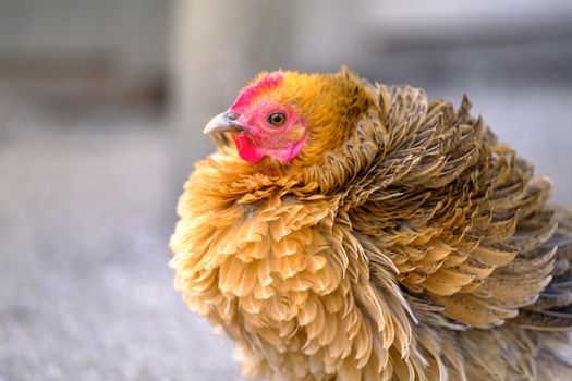 Beautiful chicken on poultry farm. Young red hen. A brown free-range chicken. portrait of a hen
