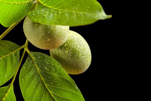 Walnut. A branch of a walnut with unripe fruits, and green leaves with rain drops isolated on a black background