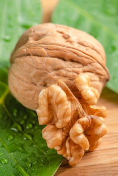 Walnut. Walnut fruits lie on green leaves with water drops. Green leaves of walnut on a wooden background