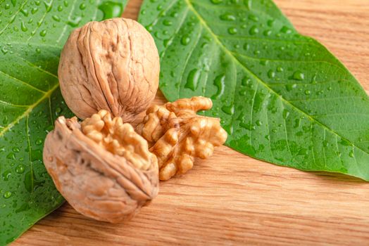 Walnut. Walnut fruits lie on green leaves with water drops. Green leaves of walnut on a wooden background