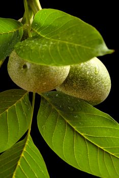 Walnut. A branch of a walnut with unripe fruits, and green leaves with rain drops isolated on a black background