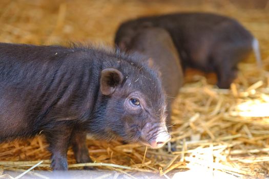 Young wild boar, sus scrofa. Little piglets on straw. Group of newborn piggy animals