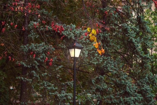 Street lamp in autumn park . autumn background. Vintage lamp in the city park. lantern in autumn