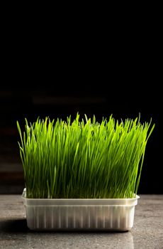 Barley grass. Sprouted barley grains in a container. Barley sprouts for food. The concept of diet, vegetarianism and veganism. Healthy lifestyle.