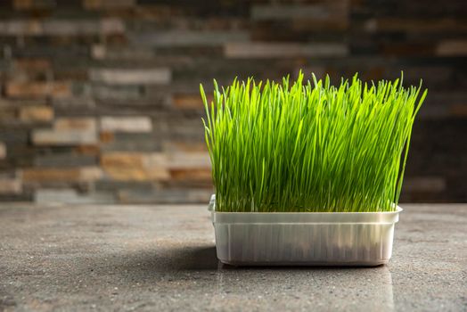 Barley grass. Sprouted barley grains in a container. Barley sprouts for food. The concept of diet, vegetarianism and veganism. Healthy lifestyle.