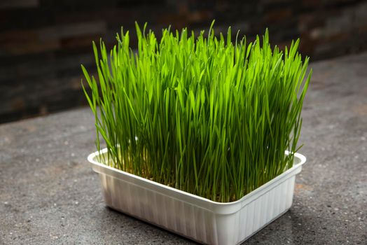 Wheat grass. Sprouted wheat grains in a plastic container. Wheatgrass for human consumption. Diet concept, vegetarianism and veganism banner. Healthy lifestyle.