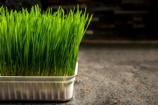 Barley grass. Sprouted barley grains in a container. Barley sprouts for food. The concept of diet, vegetarianism and veganism. Healthy lifestyle.
