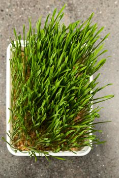 Barley grass. Sprouted barley grains in a container. Barley sprouts for food. The concept of diet, vegetarianism and veganism. Healthy lifestyle.