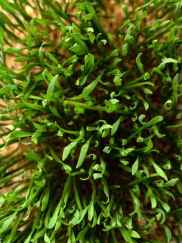 Barley grass. Sprouted barley grains in a container. Barley sprouts for food. The concept of diet, vegetarianism and veganism. Healthy lifestyle.