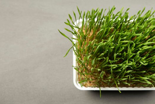 Wheat grass. Sprouted wheat grains in a plastic container. Wheatgrass for human consumption. Diet concept, vegetarianism and veganism banner. Healthy lifestyle.