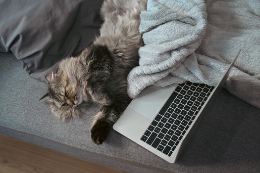 Mockup computer laptop and lovely cat on comfortable sofa.