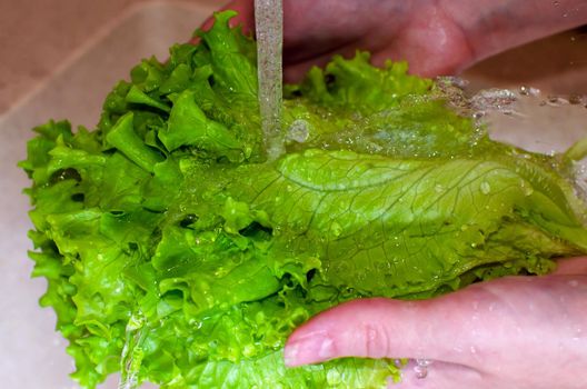 Woman washes lettuce leaves in the kitchen at home. Fresh vegetables for salad. Healthy food concept. Proper nutrition, proper nutrition. Home food concept. Close-up.