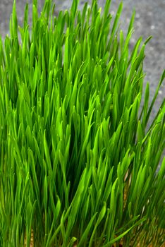 Wheat grass. Sprouted wheat grains in a plastic container. Wheatgrass for human consumption. Diet concept, vegetarianism and veganism banner. Healthy lifestyle.