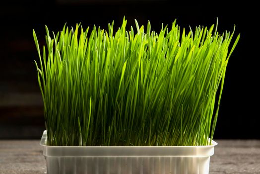 Barley grass. Sprouted barley grains in a container. Barley sprouts for food. The concept of diet, vegetarianism and veganism. Healthy lifestyle.