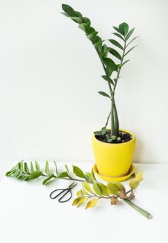 A beautiful zamiokulkas in a yellow pot stands on the table. Pruning dry and bad leaves. Scandinavian interior