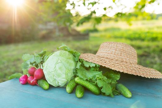 Farmer's summer harvest. A table on which vegetables (cabbage, cucumbers, radishes and lettuce) against the backdrop of nature. The concept of biological, bioproducts, bioecology, self-grown, vegetarians