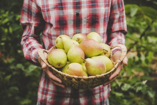 A man gardener holds a harvest of pears in his hands. Selective focus. nature.