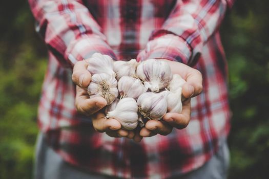 A man farmer holds a harvest of garlic in his hands. Selective focus. nature.