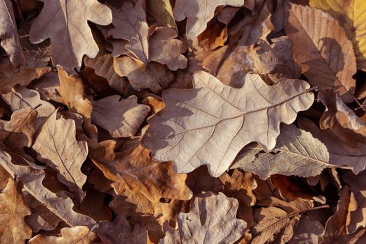 autumn leaves on the ground. Autumn background. Fall Abstract autumnal background with dried leaves, yellow, orange colors backdrop.