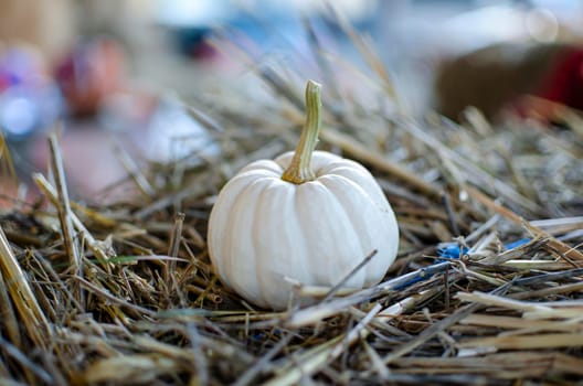 Halloween pumpkin. White pumpkin on a background of hay in a rustic style. Background for Halloween. Place for text.