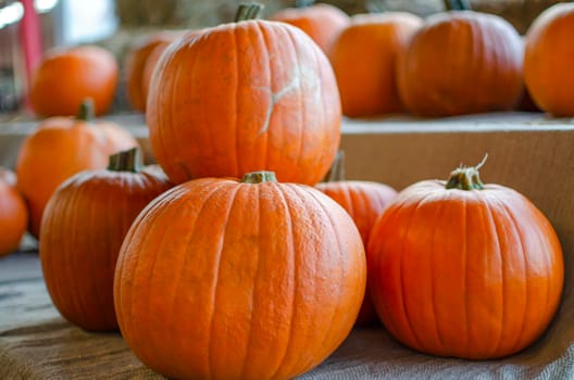 Halloween pumpkin. Pumpkin on a background of hay in a rustic style. Background for Halloween. Place for text.