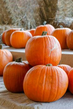 Halloween pumpkin. Pumpkin on a background of hay in a rustic style. Background for Halloween. Place for text.