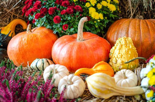 Halloween pumpkin. Pumpkin on a background of hay in a rustic style. Background for Halloween. Place for text.