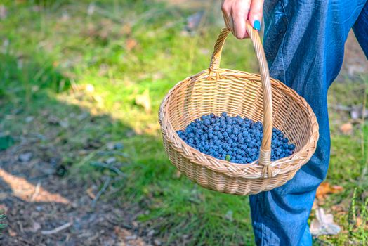 Berry season. Collect blueberries in the forest. A woman walks through the forest with a basket containing blueberries. The process of finding and collecting blueberries.